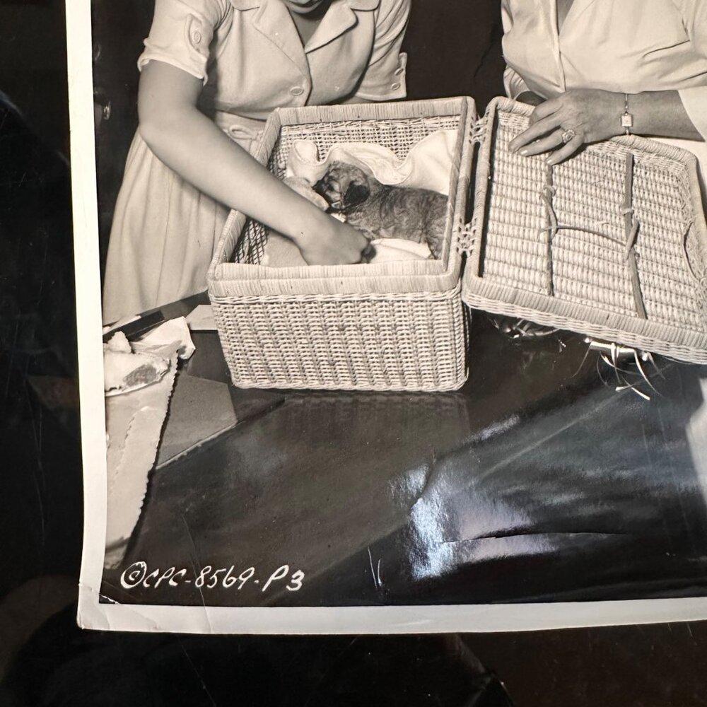 Vintage 1960 Hollywood Photo Of Tuesday Weld Dick Clark Tab Hunter & More With P - Picture 9 of 14